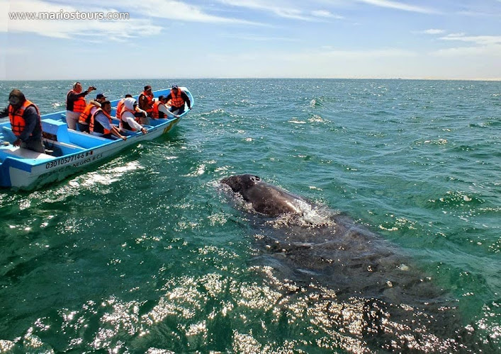 agencia de viajes Guerrero Negro